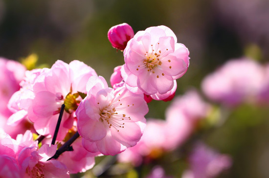 榆叶梅是梅花吗