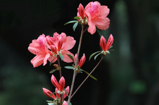 杜鹃花干枯掉叶怎么救活