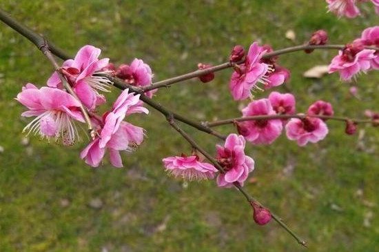 海棠花春季怎样修剪