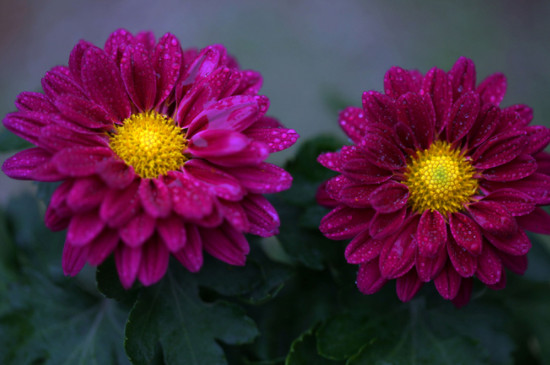 菊花需要打顶吗