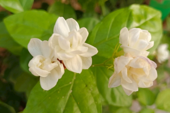 茉莉花施什么肥开花多