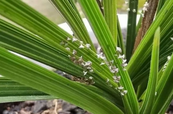 兰花上有白霉菌怎么办