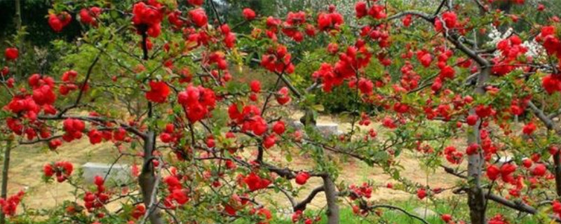 长寿冠海棠花开完花后该怎么处理