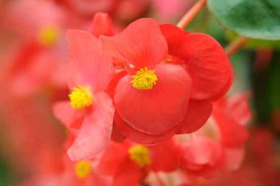 长寿海棠一年开几次花