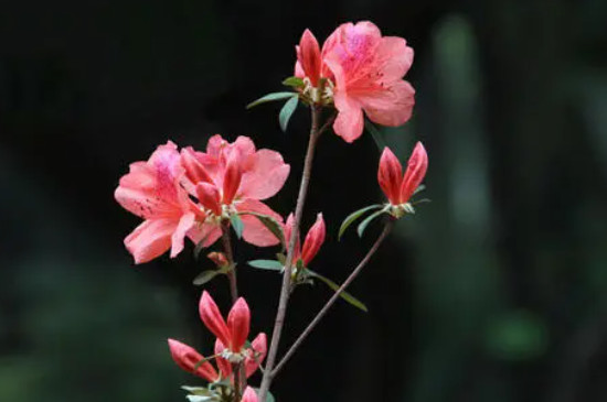 杜鹃花夏季的管理和养护