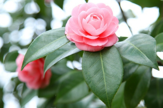 茶花冬天在室外会冻死吗