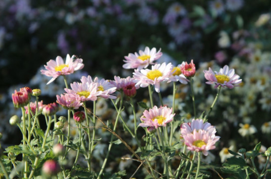 菊花夏天长得太高了怎么修剪