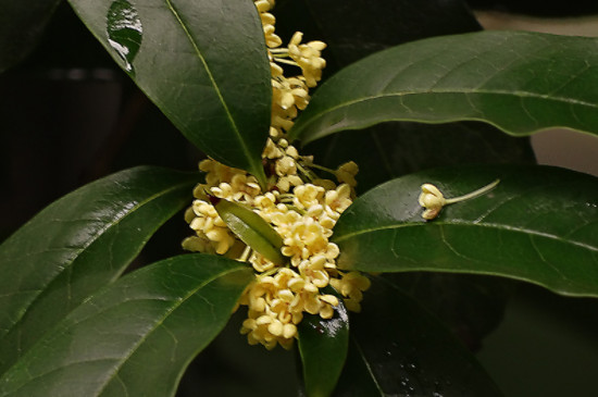 沉香桂是什么桂花品种