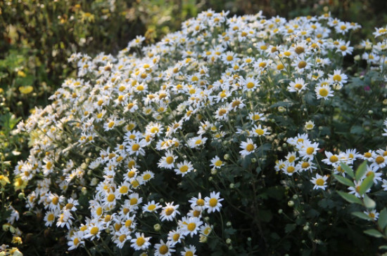 菊花有几种品种