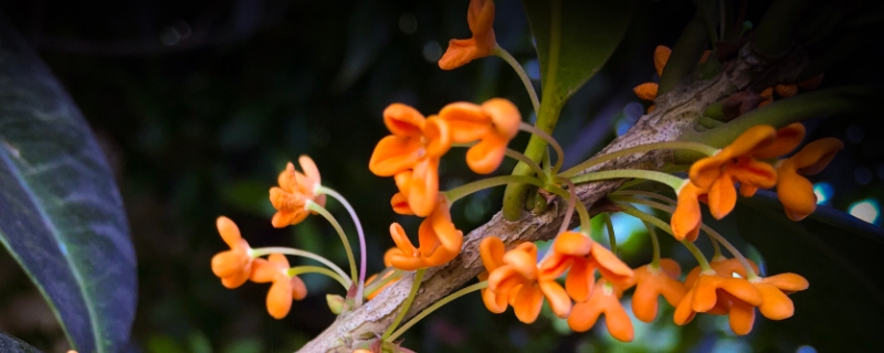 桂花树怎样修剪