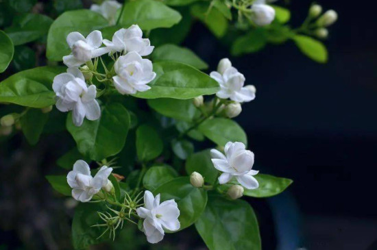 茉莉花浇水的正确方法