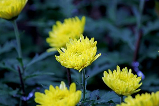 菊花能放在家里养吗