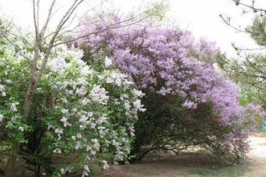 冬季里最耐寒的15种花卉