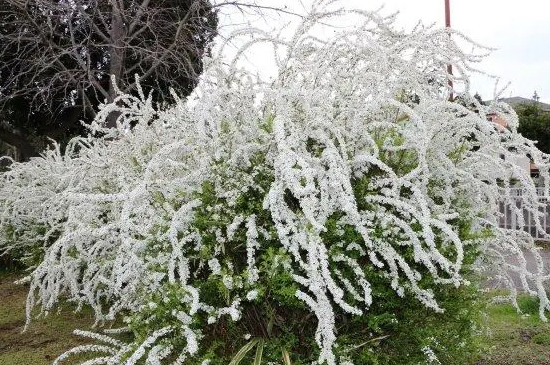 雪柳第二年还开花吗