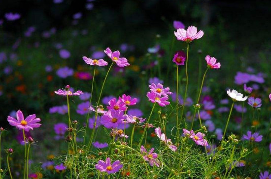 幸福香花的养殖方法