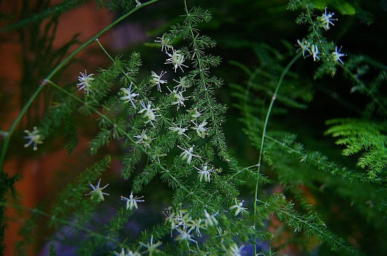 文竹开花了是怎么回事