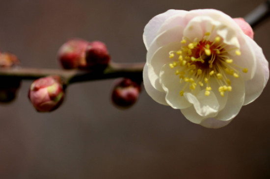 梅花的生长环境及特点