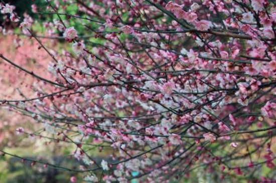 梅花的介绍以及特点