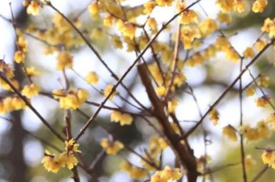 梅花的介绍以及特点