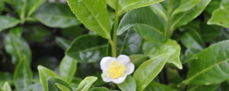 茶花零下十度会冻死吗