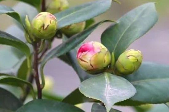 已经有花苞的茶花要不要施肥