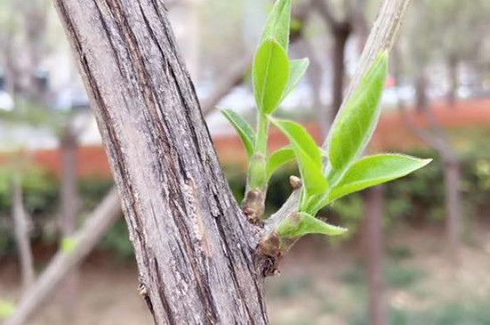 小树什么季节开始发芽