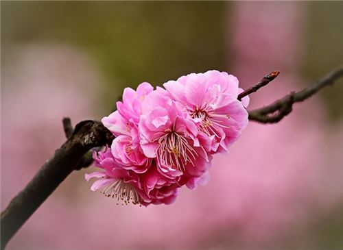 梅花的品质