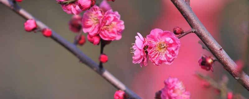 移栽梅花多久能生根