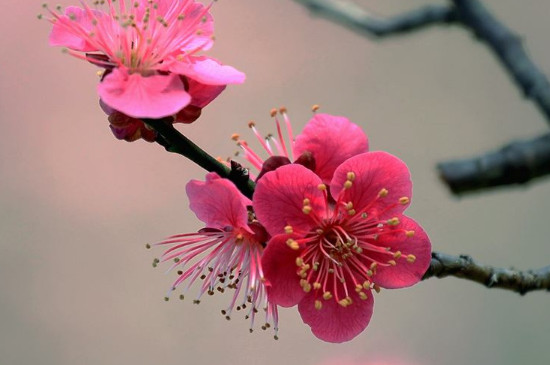 移栽梅花多久能生根