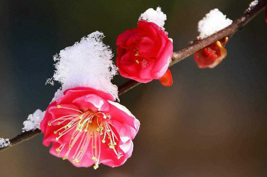 移栽梅花多久能生根