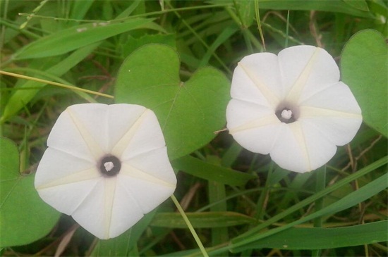 牵牛花是什么颜色