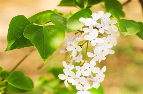 丁香花的花语