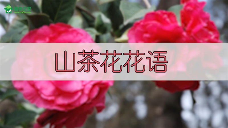 山茶花花语