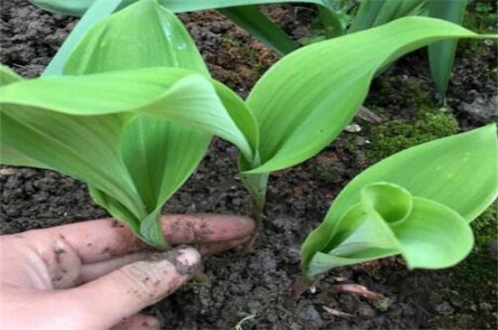 铃兰根须怎么种，四步即可种植成功