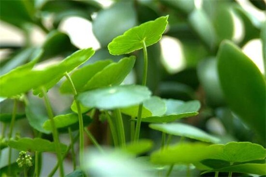 天竺葵打顶摘心方法，4个步骤修剪打理植株