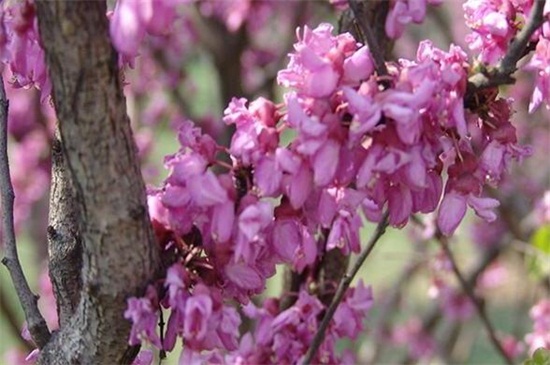 丁香花适合庭院种植吗