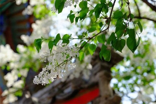 丁香花适合庭院种植吗