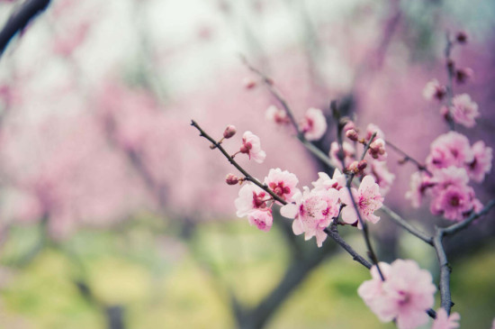 梅花别称