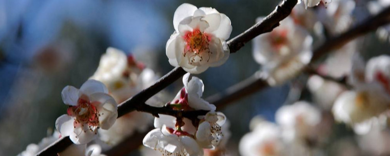 梅花的雅称