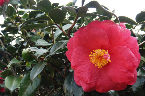 茶花从露色到开花需要几天