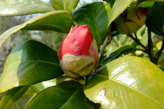 茶花从露色到开花需要几天