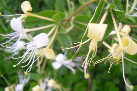 红金银花和白金银花的区别