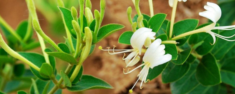 金银花春季怎样抹芽