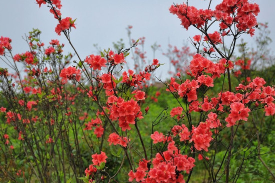 杜鹃花喜阴还是喜阳