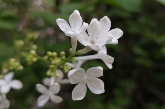 白色丁香花可以放在室内养吗