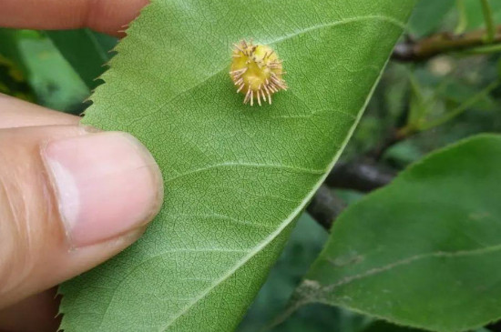 苹果树叶子有黄点怎么办