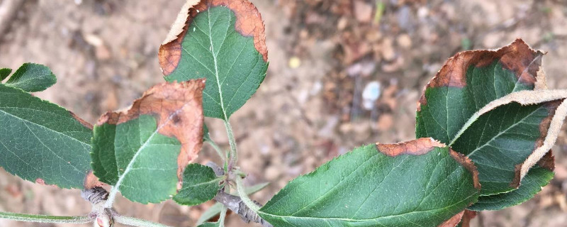 苹果树叶子黄斑下长毛是什么病