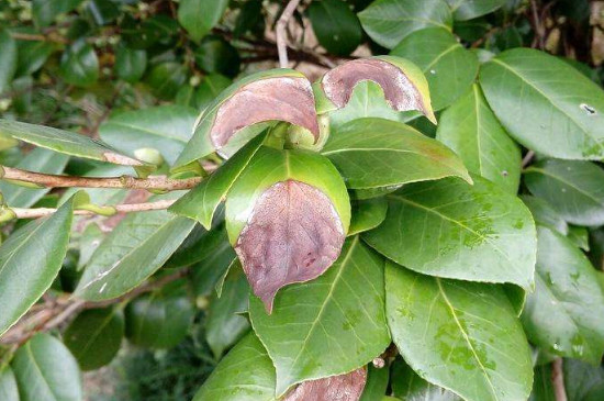 山茶花叶子变褐色干枯脱落原因