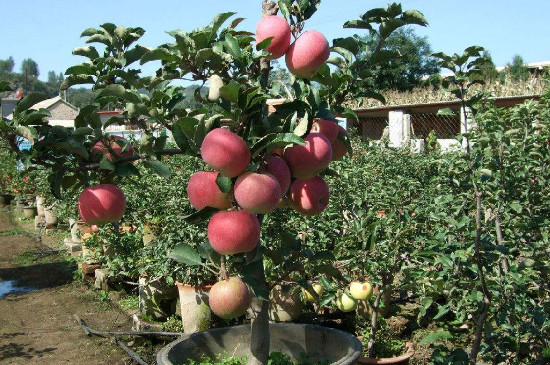 苹果树夏季管理及修剪