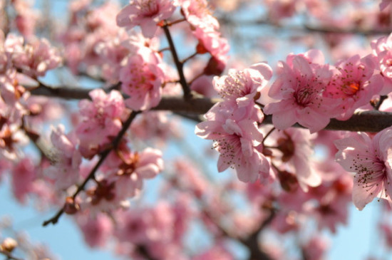 梅花从发芽到开花过程